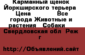 Карманный щенок Йоркширского терьера › Цена ­ 30 000 - Все города Животные и растения » Собаки   . Свердловская обл.,Реж г.